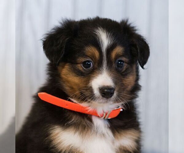 Medium Photo #5 Miniature Australian Shepherd Puppy For Sale in REBERSBURG, PA, USA