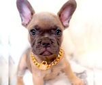 Small Photo #9 French Bulldog Puppy For Sale in EASTVALE, CA, USA