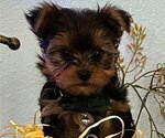 Small Photo #5 Yorkshire Terrier Puppy For Sale in SACRAMENTO, CA, USA