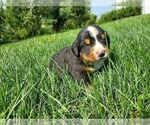 Small Photo #8 Bernese Mountain Dog Puppy For Sale in LEETONIA, OH, USA