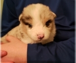 Small Photo #7 Australian Shepherd Puppy For Sale in HERNANDO, MS, USA