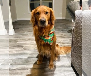 Father of the Golden Retriever puppies born on 05/31/2025