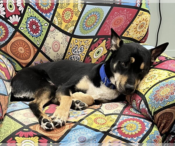 Medium Photo #14 Australian Kelpie Puppy For Sale in Fort Worth, TX, USA