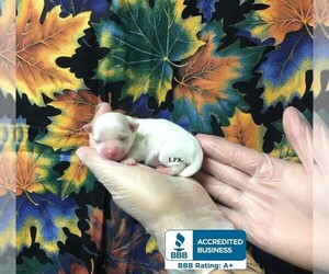 Maltese Puppy for sale in WINNSBORO, LA, USA