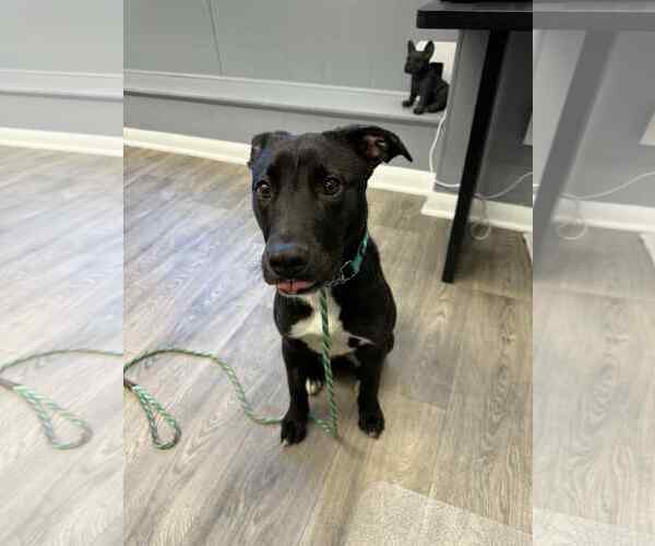 Medium Photo #5 Labrador Retriever-Retriever  Mix Puppy For Sale in Duluth, MN, USA