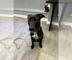 Small #4 Labrador Retriever-Retriever  Mix