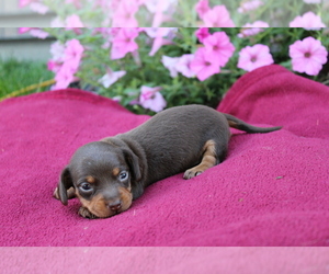 Dachshund Puppy for sale in BLOOMINGTON, IN, USA