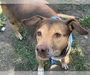 Mutt Dogs for adoption in Tulsa, OK, USA