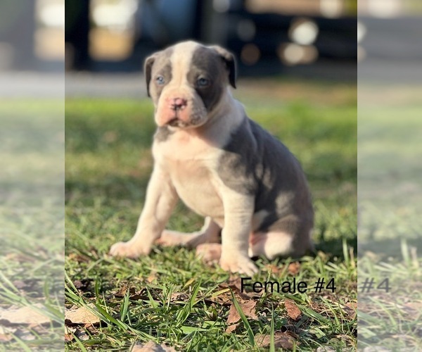 Medium Photo #2 American Bulldog Puppy For Sale in COLUMBIA, KY, USA