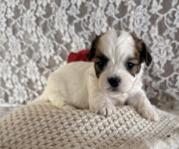 Medium Photo #1 Cavachon-Shih Tzu Mix Puppy For Sale in THORP, WI, USA