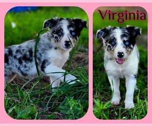 Border Collie Litter for sale in BROOKFIELD, MO, USA