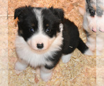 Puppy 2 Border Collie