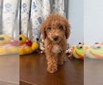 Havapoo puppies - Male Havapoo Puppy for Sale - Photo #7