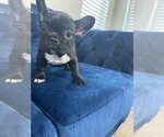 Small Photo #32 French Bulldog Puppy For Sale in SOUTHLAKE, TX, USA