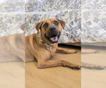 Small #8 Rhodesian Ridgeback Mix