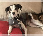 Small #1 Jack-Rat Terrier