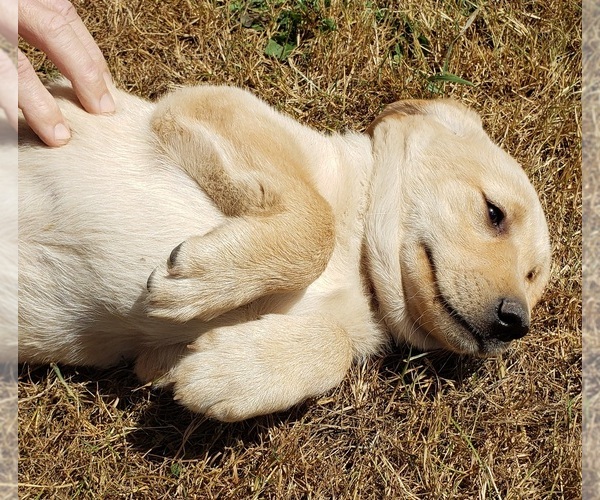 Medium Photo #16 Labrador Retriever Puppy For Sale in OLYMPIA, WA, USA