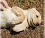 Small #15 Labrador Retriever