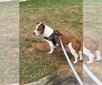 Small #3 Basset Hound Mix