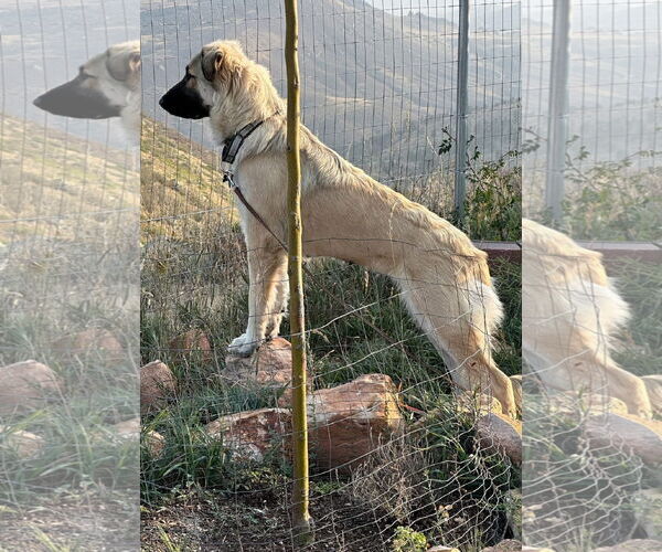 Medium Photo #2 Anatolian Shepherd Puppy For Sale in Winter Park, CO, USA
