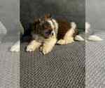 Puppy Chloe Shih Tzu