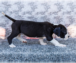 Small #3 Great Dane