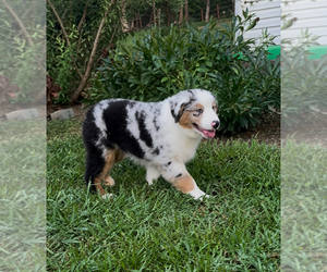 Medium Miniature American Shepherd