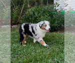 Puppy Orange Miniature American Shepherd