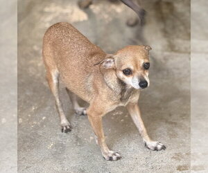 Chihuahua Dogs for adoption in Yardley, PA, USA