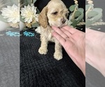 Puppy Puppy 3 Cocker Spaniel