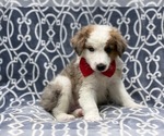 Small Photo #9 Australian Shepherd Puppy For Sale in LAKELAND, FL, USA