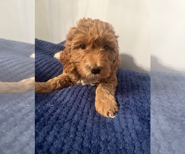 Medium Photo #18 Goldendoodle (Miniature) Puppy For Sale in LOVES PARK, IL, USA