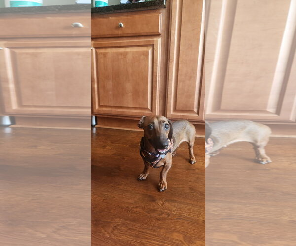 Medium Photo #6 Dachshund Puppy For Sale in Fruitland, SC, USA