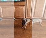 Small #5 Dachshund