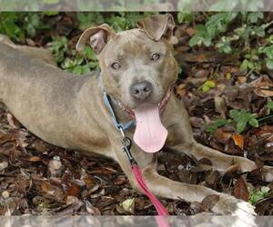 American Staffordshire Terrier-Unknown Mix Dogs for adoption in Tallahassee, FL, USA