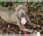 BERLIN - Female American Staffordshire Terrier-Unknown Mix Dog for Adoption - Small photo