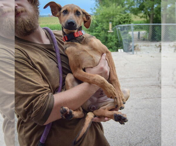 Medium Photo #9 German Shepherd Dog-Greyhound Mix Puppy For Sale in Huntley, IL, USA