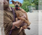 Small #8 German Shepherd Dog-Greyhound Mix