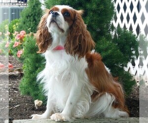 Mother of the Cavalier King Charles Spaniel puppies born on 10/31/2022