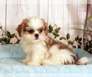 Shih Tzu Puppy for sale in PENNS CREEK, PA, USA