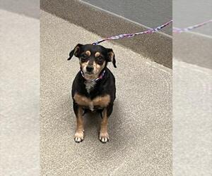 Chiweenie Dogs for adoption in Las Vegas, NV, USA