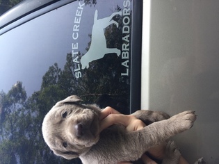 Labrador Retriever Puppy for sale in GRUNDY, VA, USA