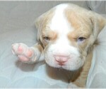 Small Photo #10 Olde English Bulldogge Puppy For Sale in NORTH LAS VEGAS, NV, USA