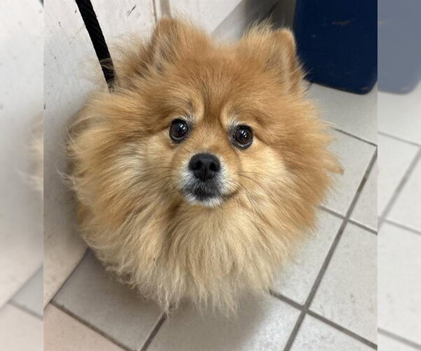 Medium Photo #1 Pomeranian Puppy For Sale in Santa Barbara, CA, USA
