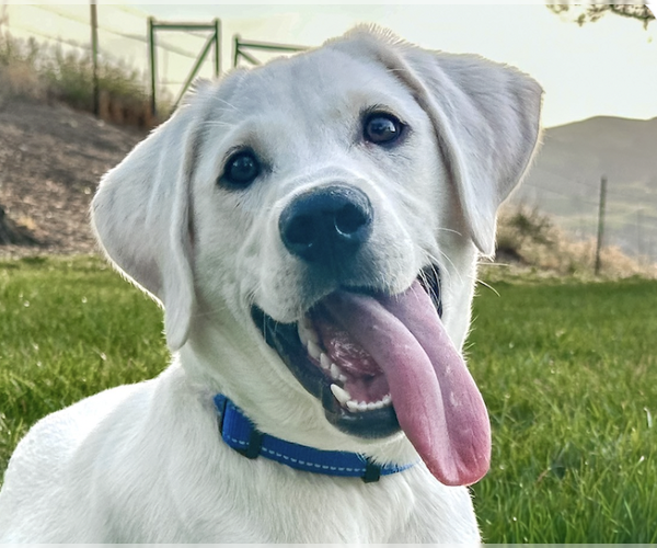 Medium Photo #1 Labrador Retriever Puppy For Sale in San Ramon, CA, USA