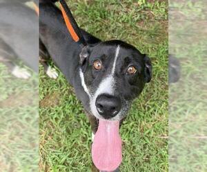 PUZZLE - Male Mutt Dog for Adoption - Photo #2