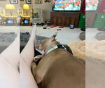 Small #8 American Pit Bull Terrier Mix