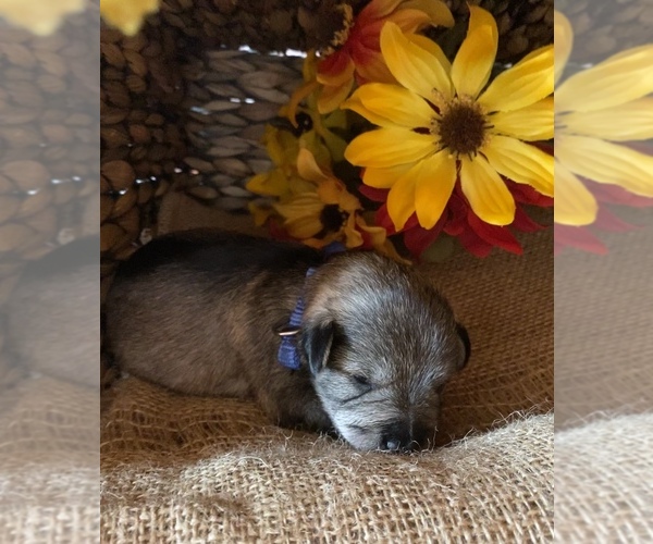 Medium Photo #1 Schnauzer (Miniature) Puppy For Sale in ELK GROVE, CA, USA
