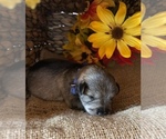 Small Photo #1 Schnauzer (Miniature) Puppy For Sale in ELK GROVE, CA, USA