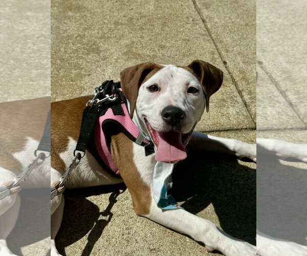 Medium Photo #2 Mutt Puppy For Sale in Spotsylvania, VA, USA